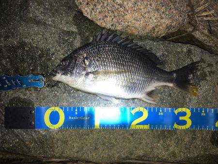 淀川キビレゲーム マイクロベイトパターン