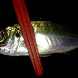 アカエイ時々アジ