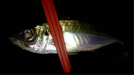 アカエイ時々アジ