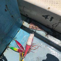 タコ  釣り船きもと  中潮