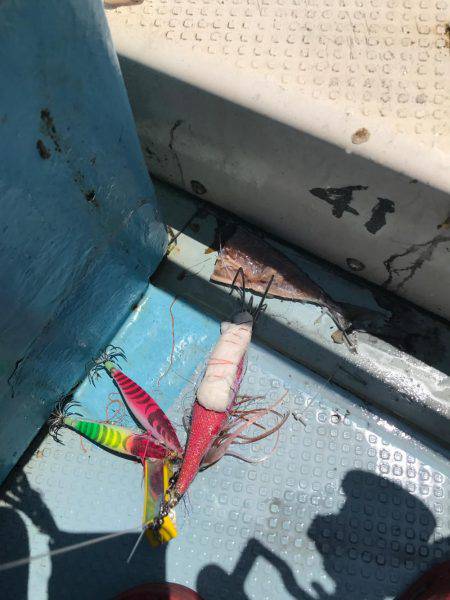 タコ  釣り船きもと  中潮