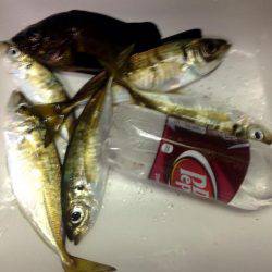 夕まずめアジング