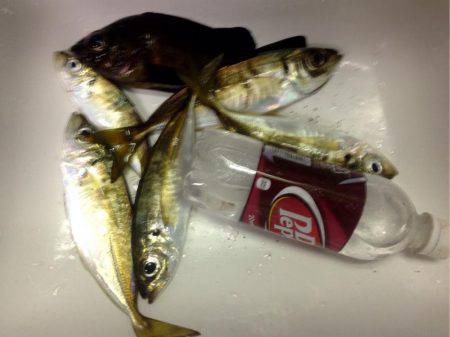 夕まずめアジング