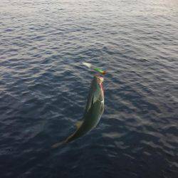 デイシーバス好調^_^