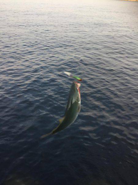 デイシーバス好調^_^