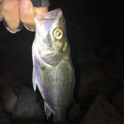 淀川ブリームゲーム 久々の40up