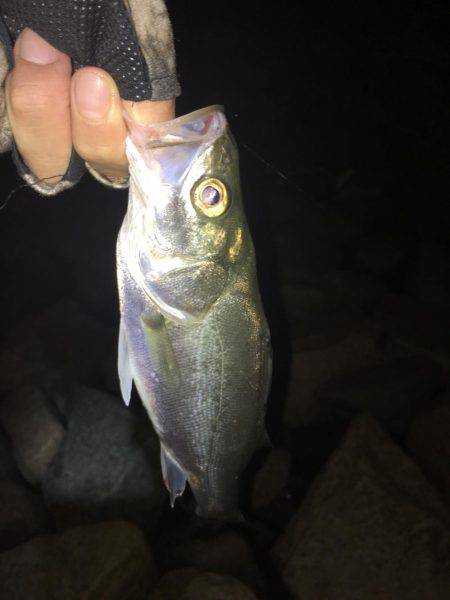 淀川ブリームゲーム 久々の40up