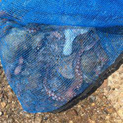 暑いけどタコ。