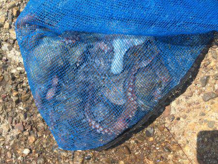 暑いけどタコ。