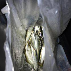 四日市港inサビキ