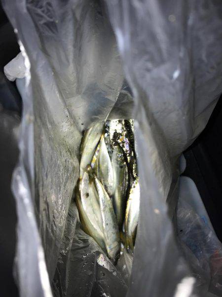 四日市港inサビキ