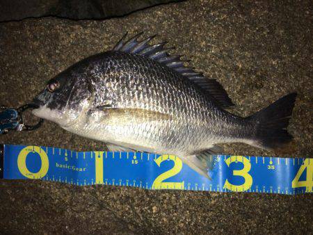 淀川ブリームゲーム シーバスタックル