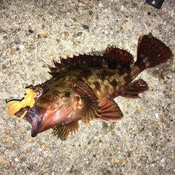 ワームでガシラ