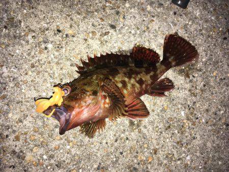 ワームでガシラ