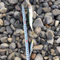 大里松原海岸 メタルジグでタコ2匹！？