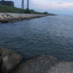 出た！淀川チヌ年なし！