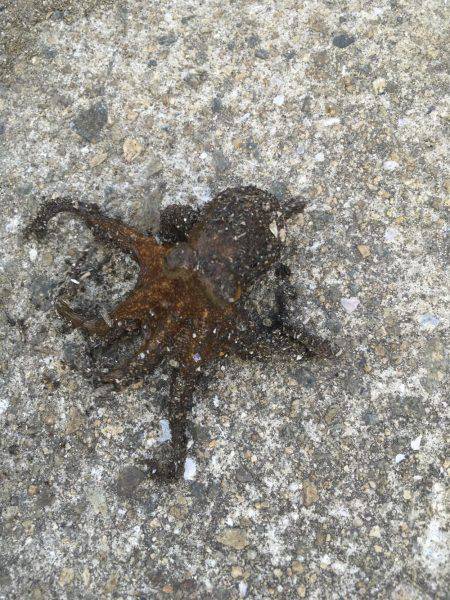 オクトパッシング