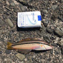 色々釣れました