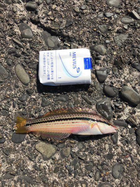 色々釣れました