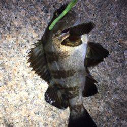 爆風メバリング