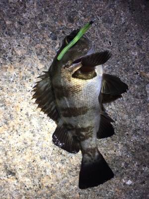 爆風メバリング