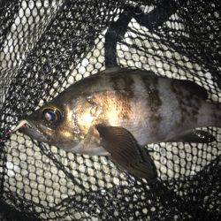 メバル(｡-∀-｡)