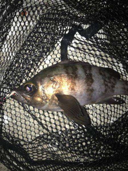 メバル(｡-∀-｡)