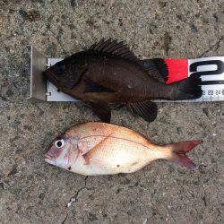 海の日凱旋ならず。