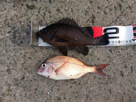 海の日凱旋ならず。