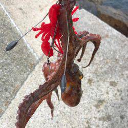 蛸、たこ、タコ！