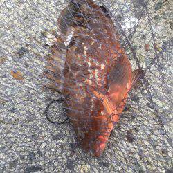 シーバスのはずが(T . T)