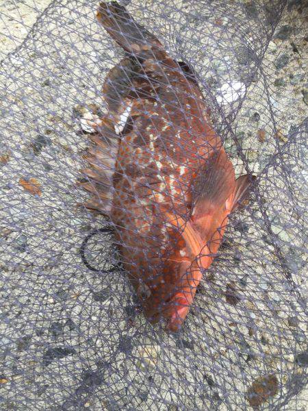 シーバスのはずが(T . T)