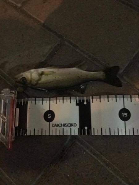 クロダイ、フッコ！