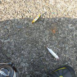 マッチ ザ ベイト⁈