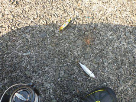 マッチ ザ ベイト⁈