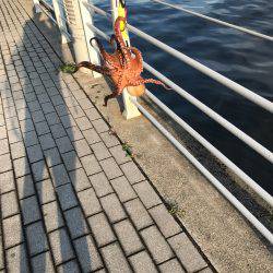 ナイト＆デイタコゲーム