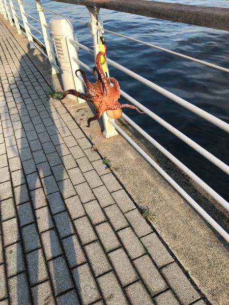 ナイト＆デイタコゲーム