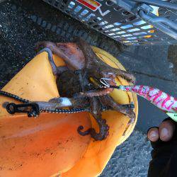 タコちゅ〜快調！