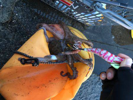 タコちゅ〜快調！