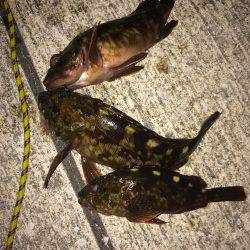 タコのちガシラ