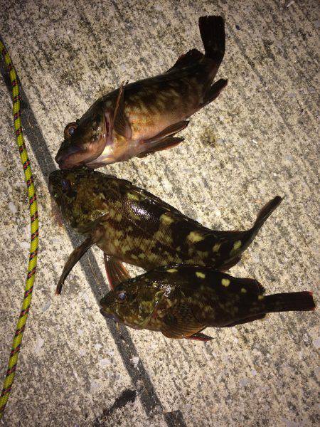 タコのちガシラ