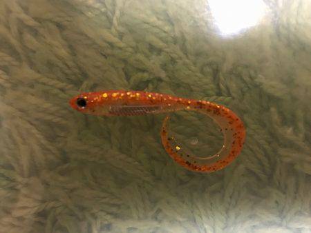 念願の明石鯛!!