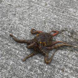 ジグサビキ&タコゲーム