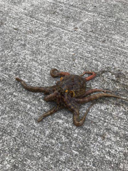 ジグサビキ&タコゲーム