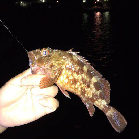 垂水漁港でガシリング！！