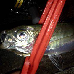 久々のアジング