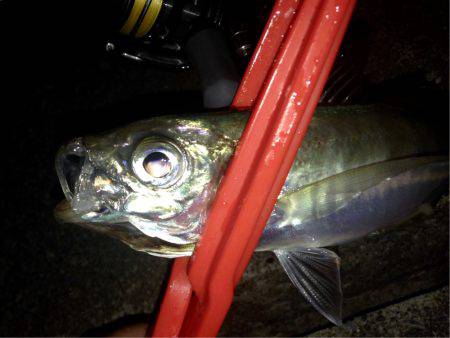 久々のアジング