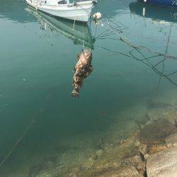 ロック！フィッシュ！