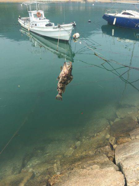 ロック！フィッシュ！