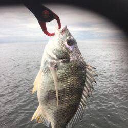 シーバスのはずが(T . T)